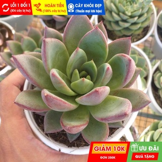 Sen đá mận đỏ size trung, đã thuần khí hậu nóng, khoẻ đẹp, hoàn tiền khi cây bị hư hoặc lỗi