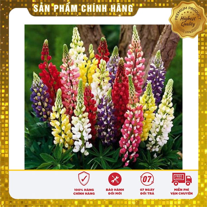 Hạt Giống Hoa Đậu Lupin mix nhiều màu LUCKY SEEDS