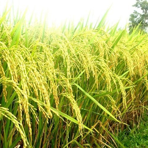 Diệu Quang2