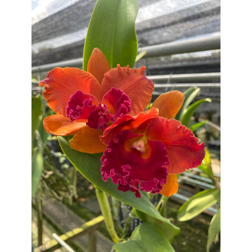Lan Cattleya Bông Trắng Mini