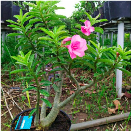 Sứ Kỳ Duyên - Trang Flower