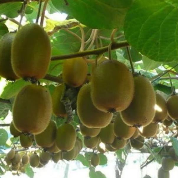 Cây giống kiwi