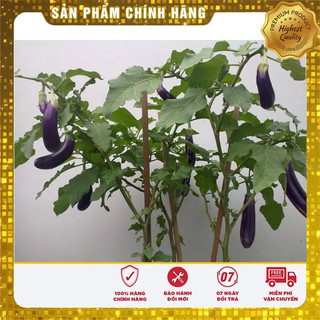 Hạt giống Cà Tím Dài ( 2 gram) ( Hạt giống rau )