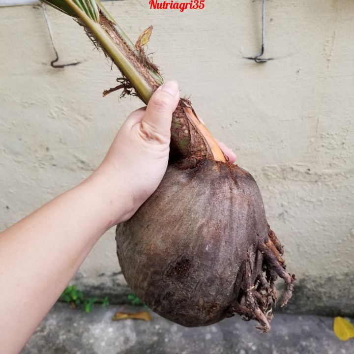 Cây Giống Dừa Ma Lai Vàng_ Dừa Siêu trái siêu nước_Có trái sau 2.5 năm trồng