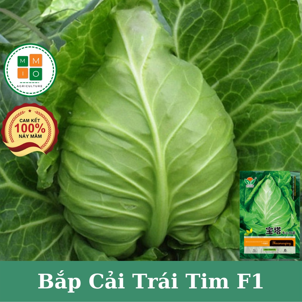 Hạt giống bắp cải trái tim chịu nhiệt F1