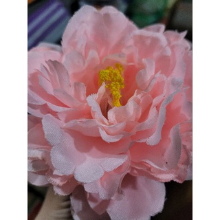 Hoa mẫu đơn các màu