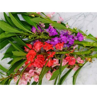 Hạt giống Hoa Móng Tay Nhiều Màu
