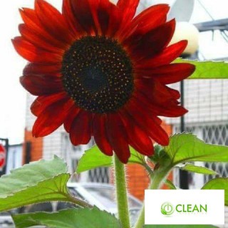 Gói 30 Hạt Giống Hoa Hướng Dương Đỏ Red Sun - Nanuseeds