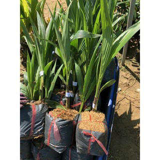 Cây giống dừa xiêm lùn- Cây dừa xiêm lùn trái chùm- một quầy có từ 15- 25 quả