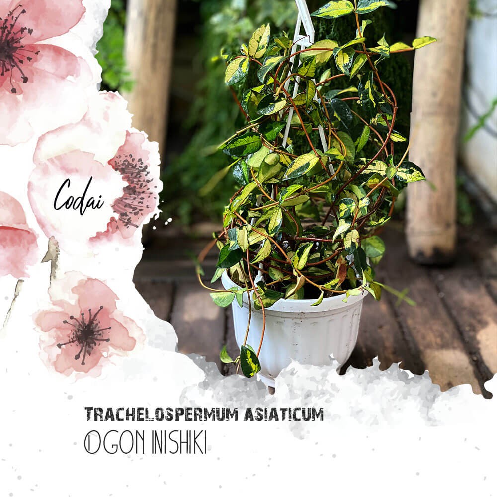 Cây Trachelospermum asiaticum Ogon Nishiki (Kim Diệp Lạc Thạch) chậu treo bí ngô