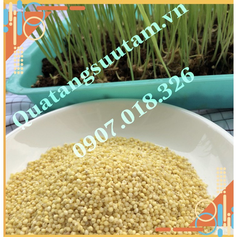 Hạt kê Vàng Đã Tách Vỏ Quảng Bình, dùng nấu sữa- cơm-cháo