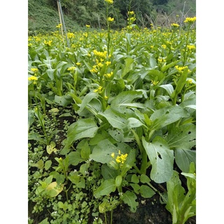 Hạt Giống Cải Ngồng Thân Mập 20 gr