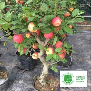 15 Hạt giống Táo lùn đỏ (tặng gói Kích nẩy mầm và Hướng dẫn) THUTHUY