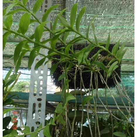 10 Hạt Giông Hoa Lan Hạc Vỹ và những mẹo hay giúp Hạc Vỹ sinh trưởng tốt bạn cần phải biết