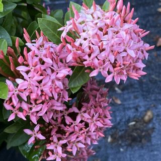 Trang tím sen lá nhỏ