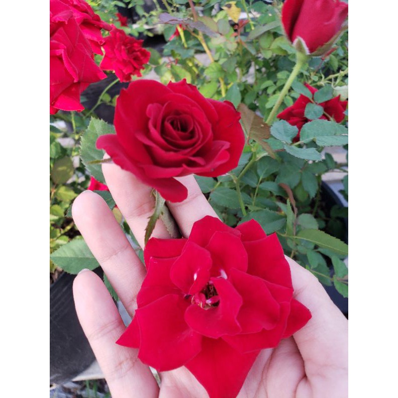 Hồng Tezza siêu nụ đỏ
