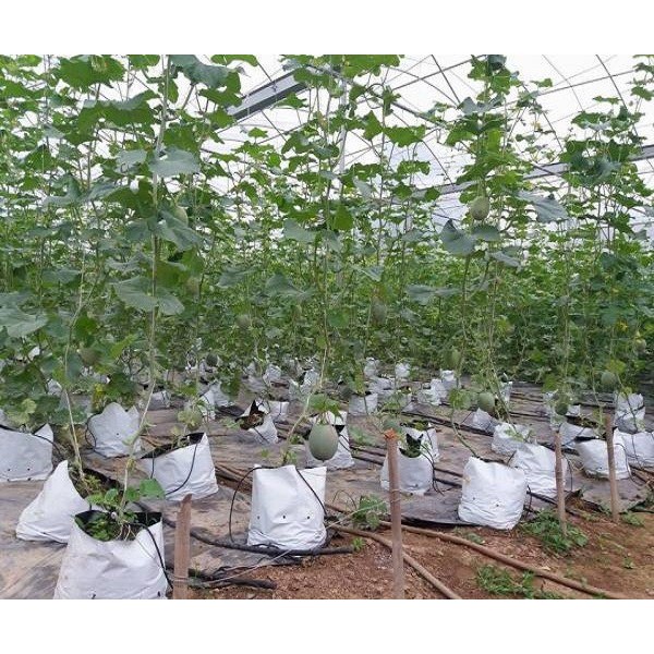 Hạt giống dưa lưới ruột xanh F1 gói 20 hạt