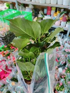 Hoa Dâm Bụt MiNi