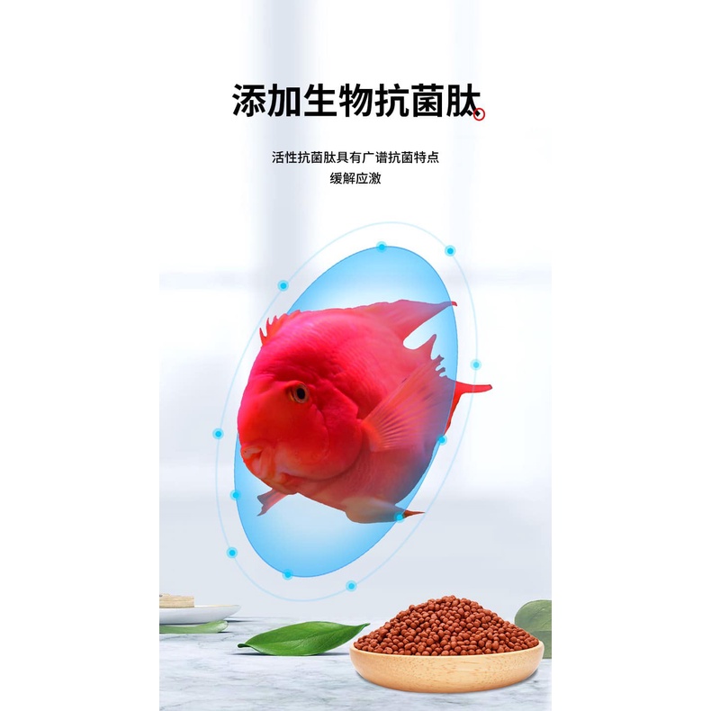 THỨC ĂN CHO CÁ HỒNG KÉT TĂNG MÀU