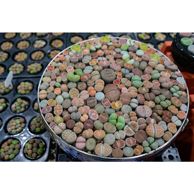 Giá Thể Chuyên Dụng Dành Cho Sen Đá Mông, Lithops, Thạch Lan