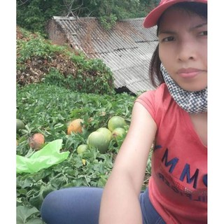 hạt giống gấc nếp