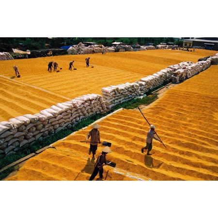 Gạo Hạt Ngọc Trời Nhật Nguyên 10kg - gạo an toàn - dẻo mềm thơm lài