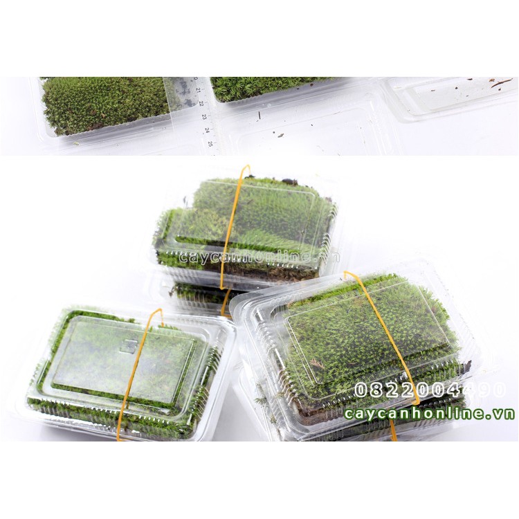 Rêu Cỏ thật trang trí tiểu cảnh Terrarium hộp rêu 10x12cm nguyên liệu trang trí cây cảnh