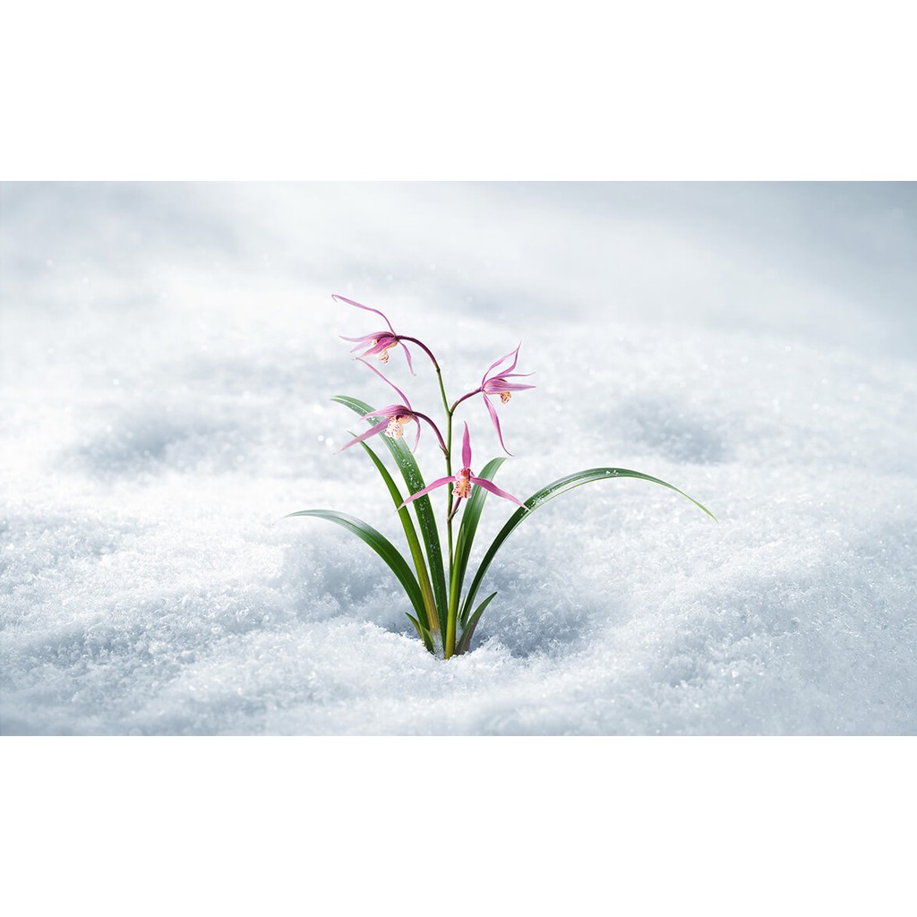 Kem Dưỡng Da Chống Lão Hóa Innisfree Jeju Orchid Gel Cream 50ml