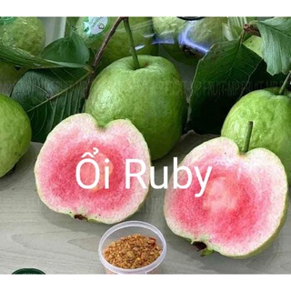 CÂY ỔI RUBY RUỘT ĐỎ KHÔNG HẠT