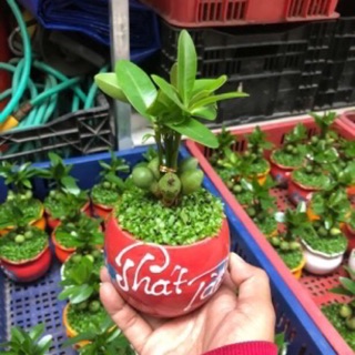 Chậu sứ Phát Tài cây may mắn