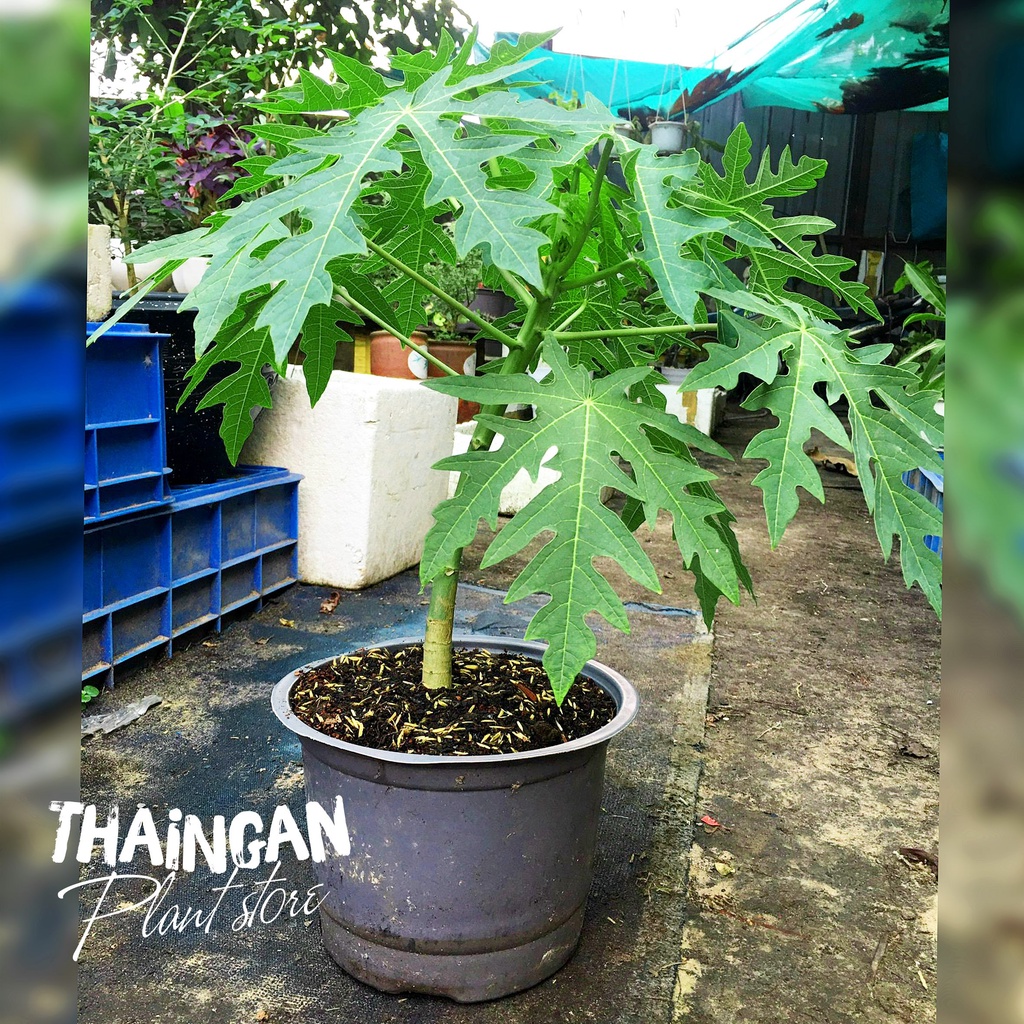 Cây Giống Đu Đủ Lùn Ruột Vàng - Vườn Ươm Thái Ngân