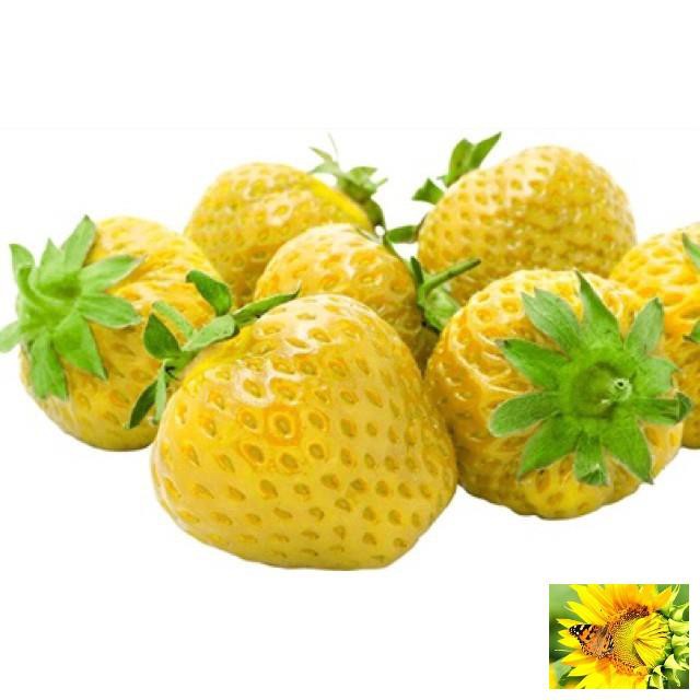 GÓI 50 hạt giống dâu tây vàng chịu nhiệt