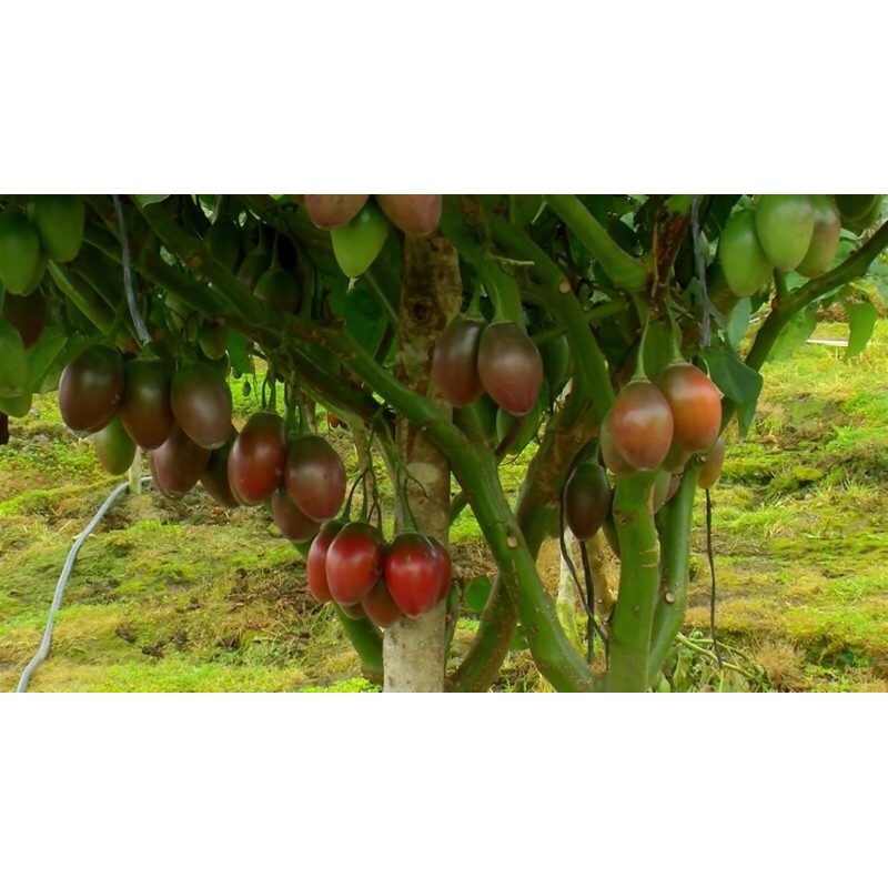 Hạt cà chua tamarillo