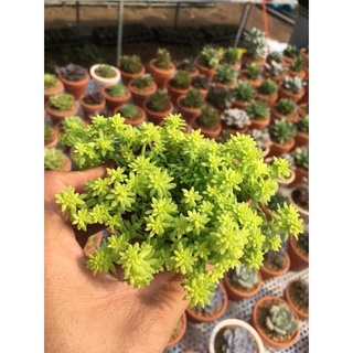 SEN ĐÁ SEDUM VÀNG/XANH