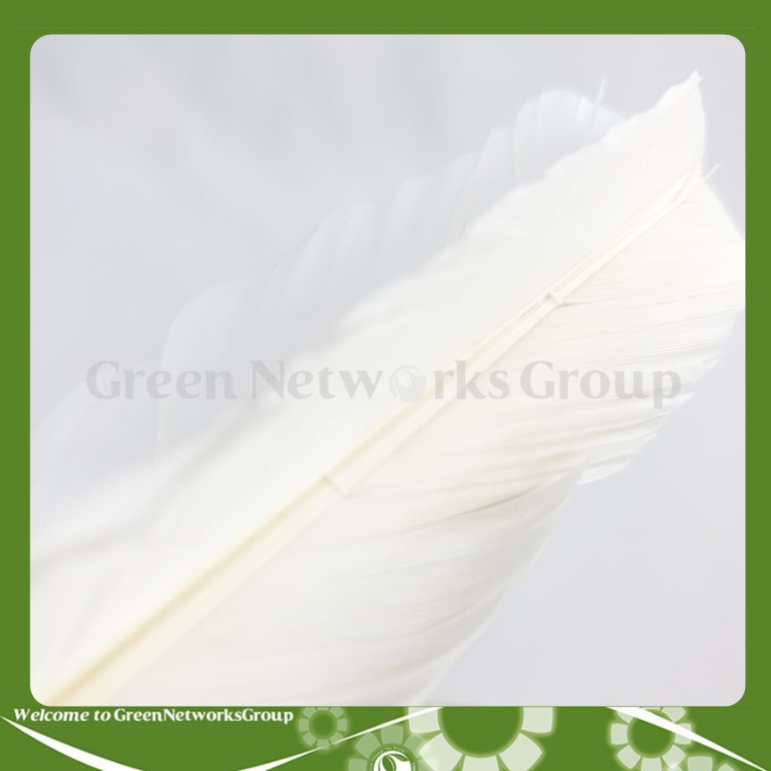Cầu đá 111 Hải Đông số 3 Greennetworks ( 1 Trái )