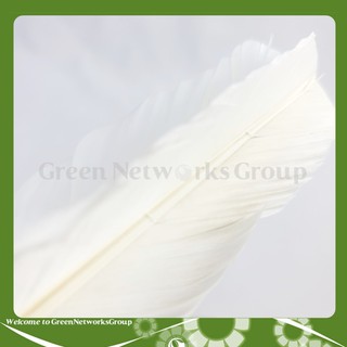 Cầu đá 111 Hải Đông số 3 Greennetworks ( 1 Trái )
