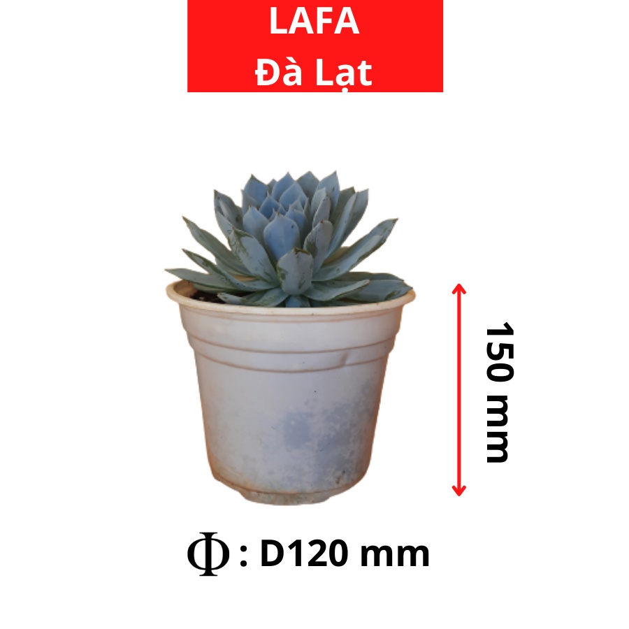 Combo 50 Chậu nhựa ươm cây trồng LAFA kích thước  ươm cây giống, trồng cây sen đá tiện lợi