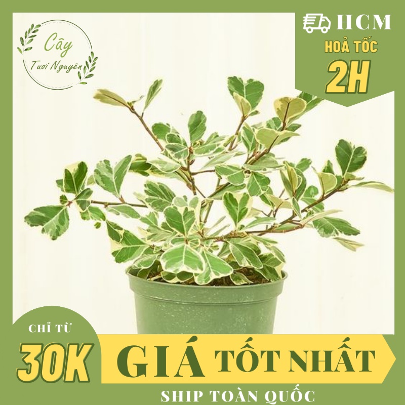 CÂY ĐA TAM PHÚC LÁ TIM ,(cao 25cm), cây cảnh Trong nhà, kiểng lá mini để bàn Văn phòng đẹp GIÁ RẺ, Cây Tươi Nguyên