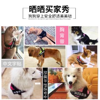 Dây dắt thú cưng đi dạo cỡ vừa và lớn