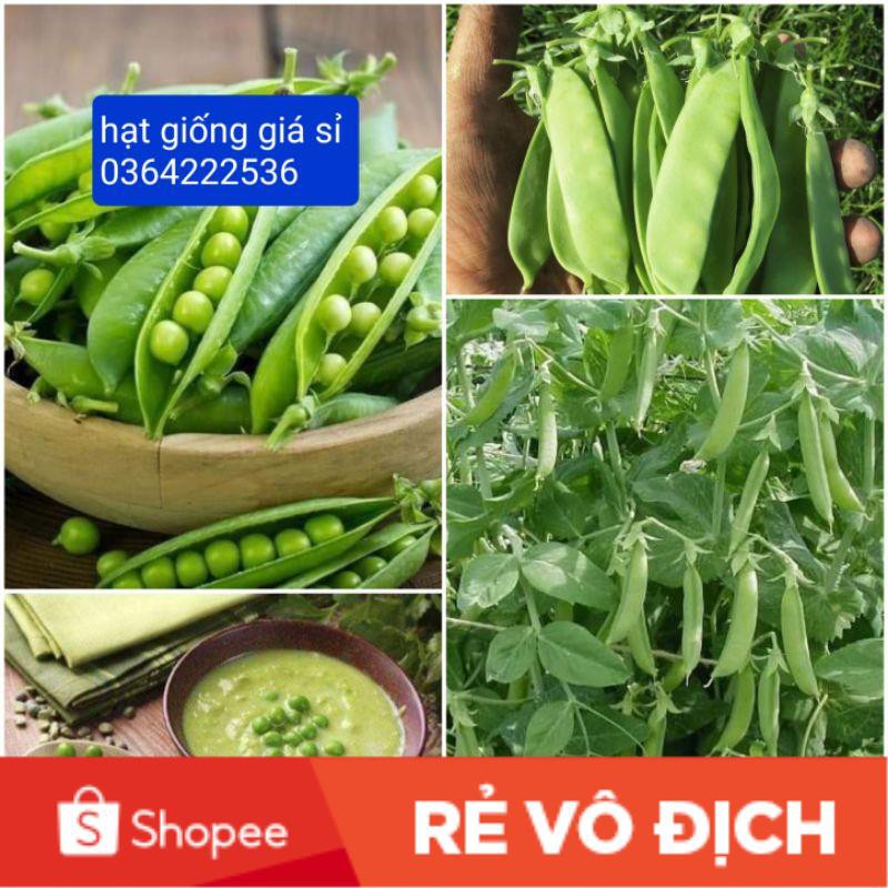 20gr hạt giống đậu Hà Lan chất lượng cao 💖 NẢY MẦM CỰC ĐỈNH💖 chất lượng cao