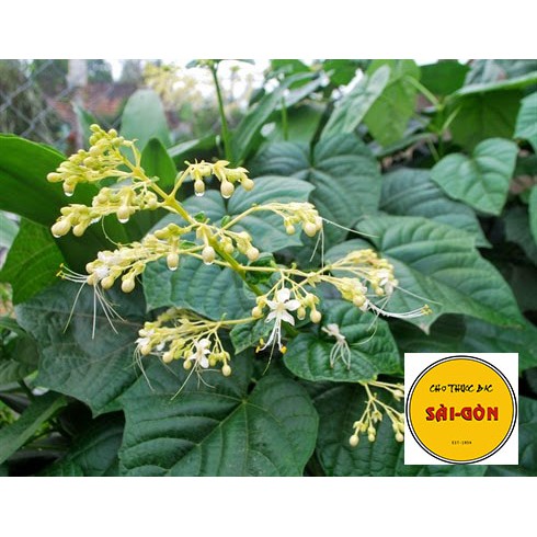 Xích Đồng Nam 1kg