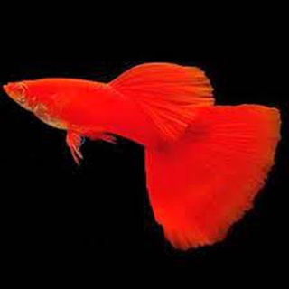 Cám dành cho guppy full red bds + tặng thùng xốp đóng hàng