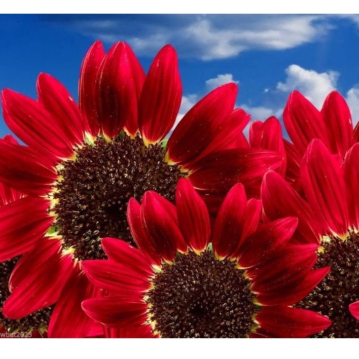 Hạt giống Hoa hướng dương ĐỎ (Helianthus annuus) Hàng năm, Hoa, (30 Hạt)