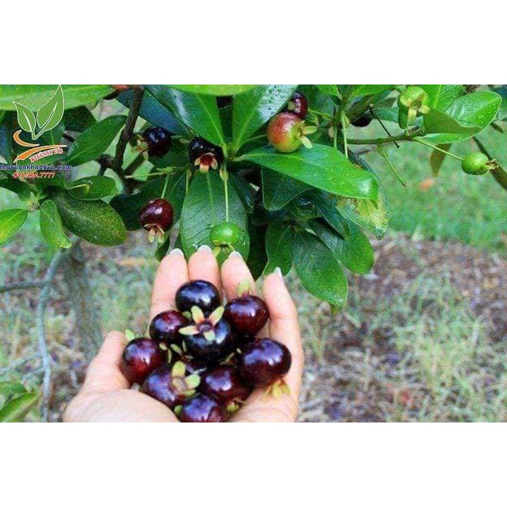 Cherry Brazil lùn chịu nhiệt 1 năm ra quả