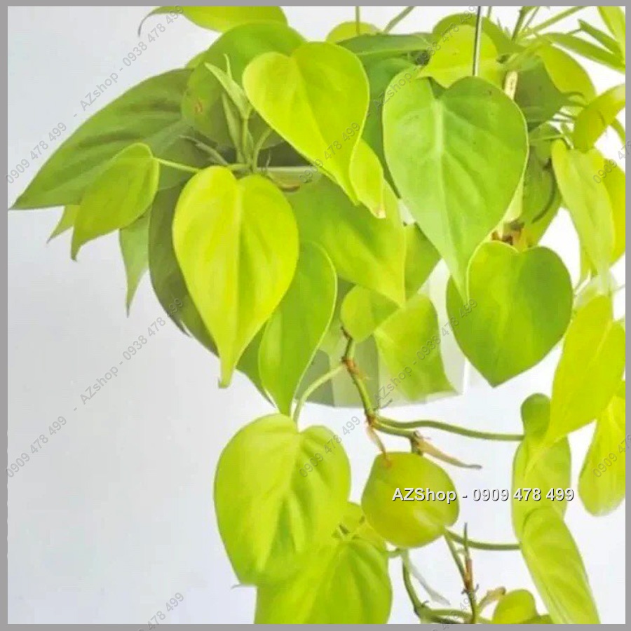 Trầu Bà Thái Vàng Lá Tim - Golden Lime Philodenron - Màu Sắc và Form Lá Nổi Bật