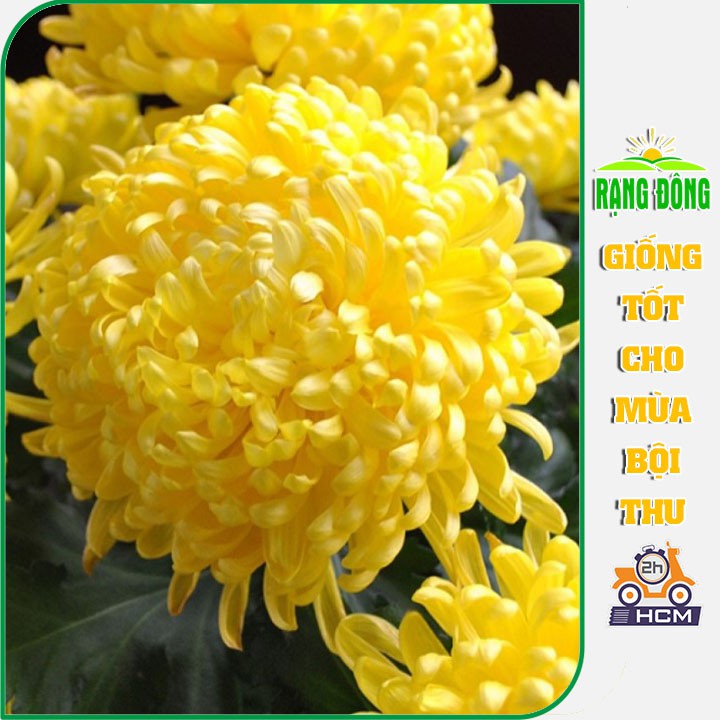 Hạt giống Hoa Cúc Vàng Đại Đóa Dễ Trồng, Thân Cao 70-90cm Trồng Chậu (Gói 100 Hạt)
