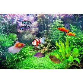 Combo 5 loại cây thuỷ sinh cắt cắm ngẫu nhiên - cây thủy sinh cắt cắm không cần CO2 - Mộc Nhân Farm