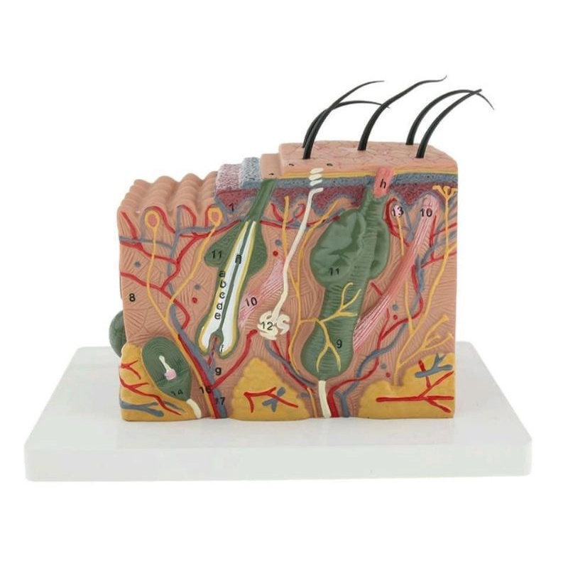 Mô hình giải phẫu cấu trúc da