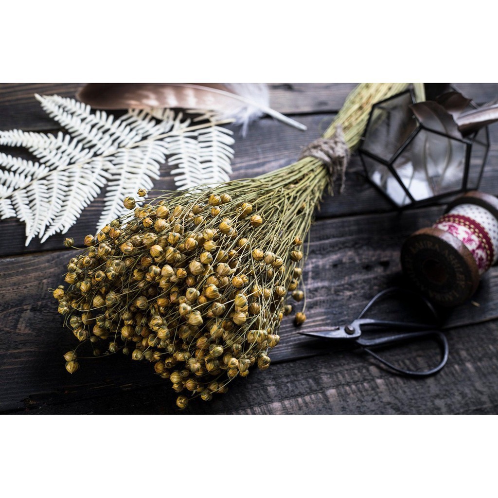 WDAA OVI Đồ decor trang trí ❤️FREESHIP❤️ Hoa khô trang trí Flax, để bàn, thời trang Bắc Âu cổ điển 26 22