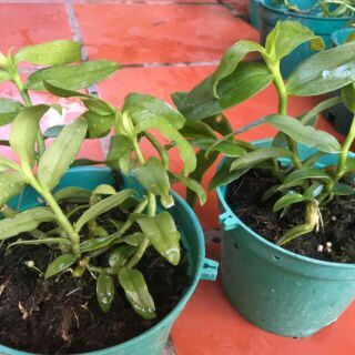 Hồng mỹ Nhân gieo hạt